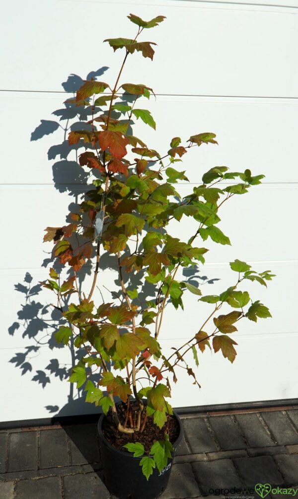 KALINA KORALOWA ROSEUM Viburnum opulus