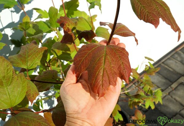 KALINA KORALOWA ROSEUM Viburnum opulus