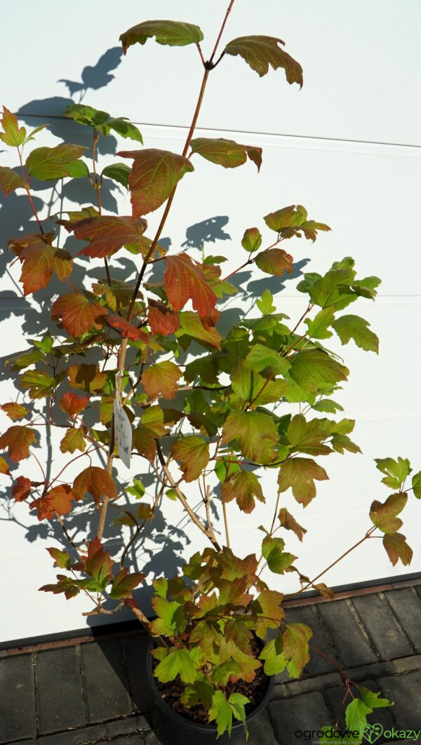 KALINA KORALOWA ROSEUM Viburnum opulus