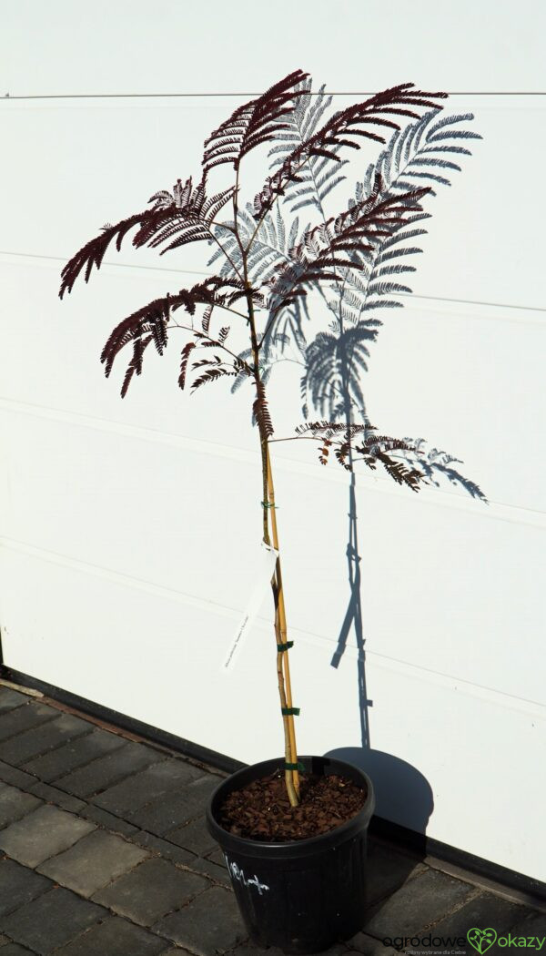 ALBICJA JEDWABISTA SUMMER CHOCOLATE Albizia julibrissin