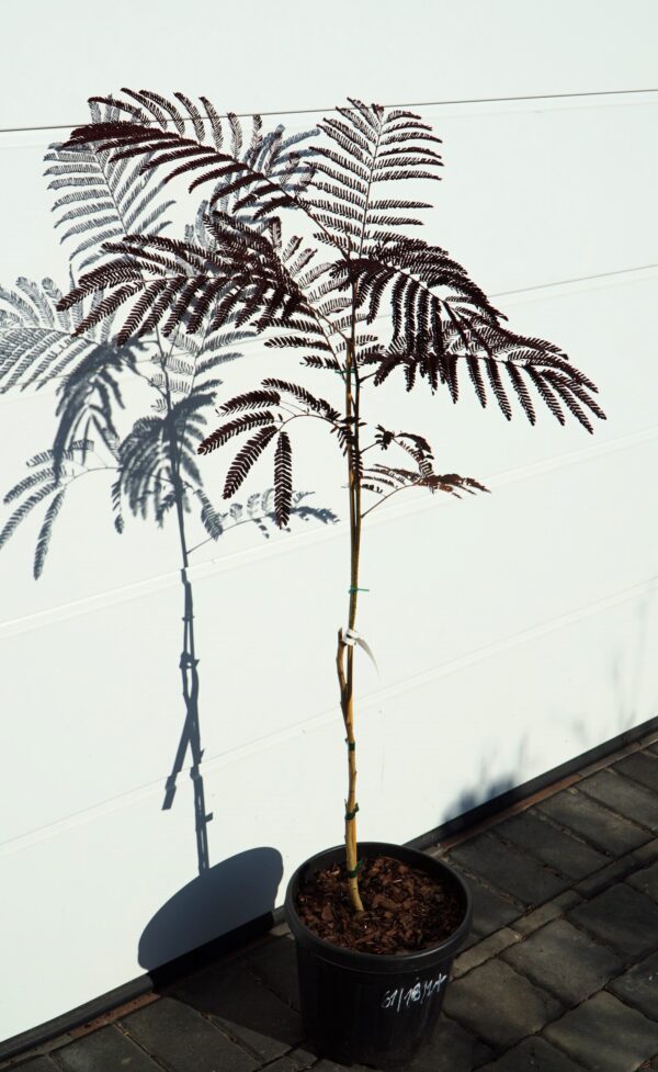 ALBICJA JEDWABISTA SUMMER CHOCOLATE Albizia julibrissin