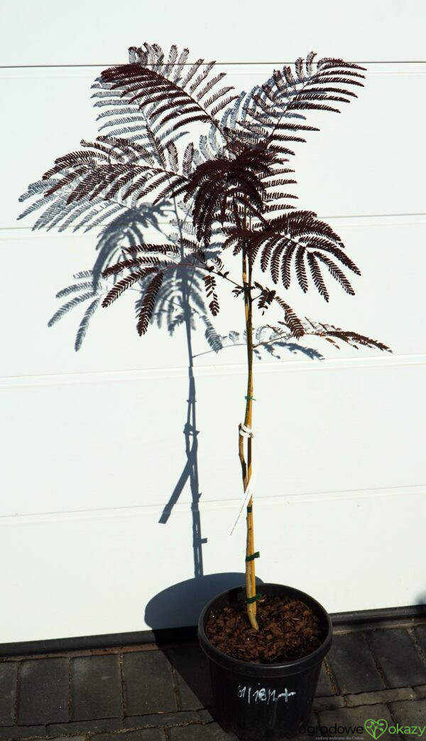 ALBICJA JEDWABISTA SUMMER CHOCOLATE Albizia julibrissin