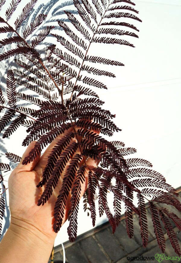 ALBICJA JEDWABISTA SUMMER CHOCOLATE Albizia julibrissin