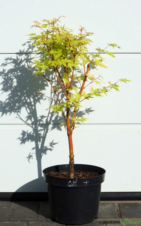 KLON PALMOWY SANGO KAKU Acer palmatum