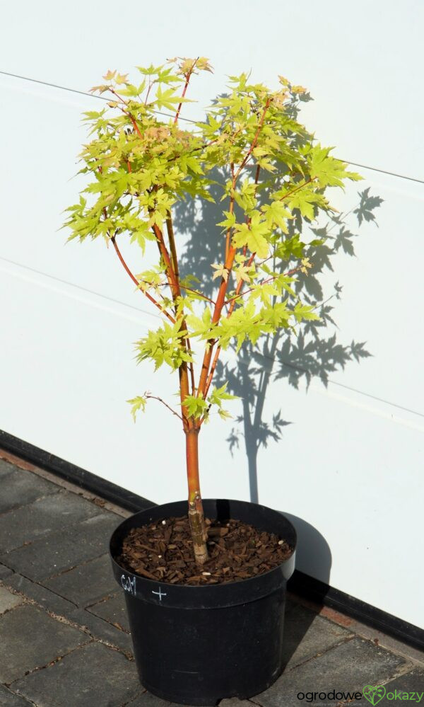 KLON PALMOWY SANGO KAKU Acer palmatum