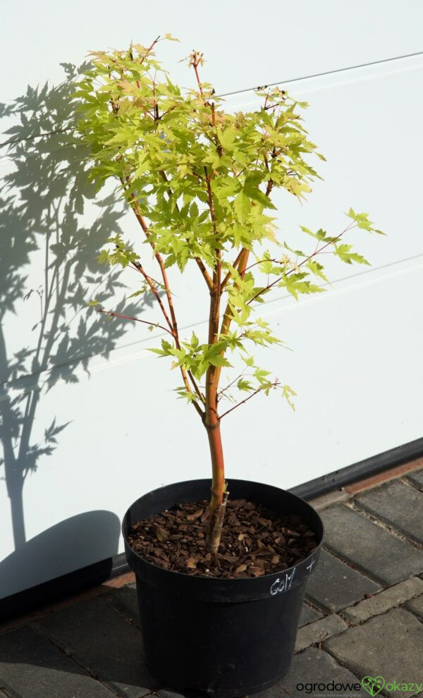 KLON PALMOWY SANGO KAKU Acer palmatum