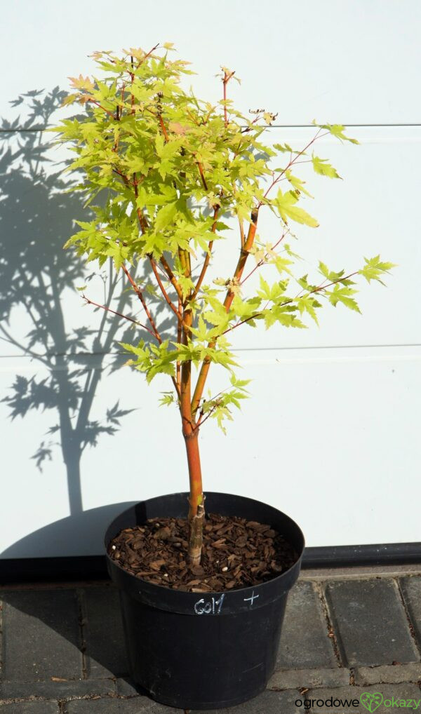 KLON PALMOWY SANGO KAKU Acer palmatum