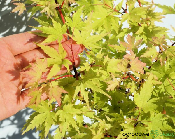 KLON PALMOWY SANGO KAKU Acer palmatum