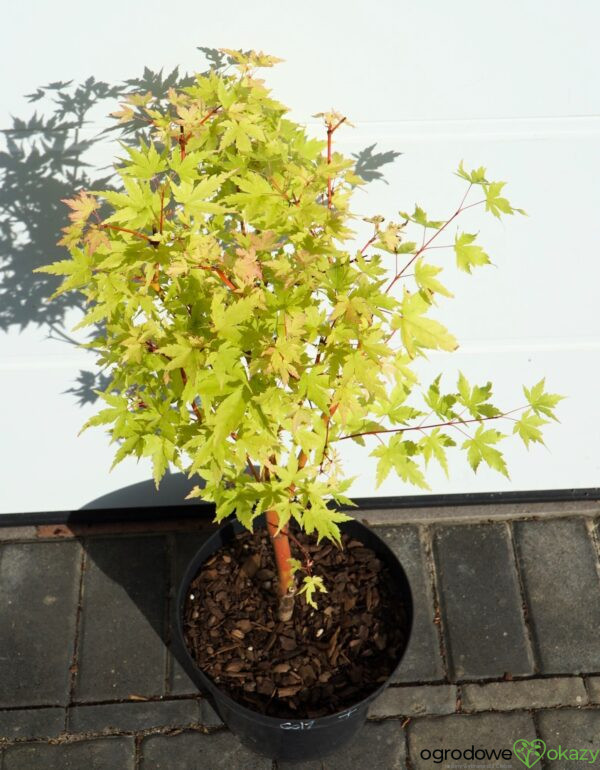 KLON PALMOWY SANGO KAKU Acer palmatum