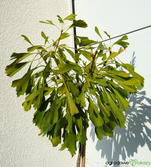 MIŁORZĄB DWUKLAPOWY CALIFORNIA SUNSET Ginkgo biloba