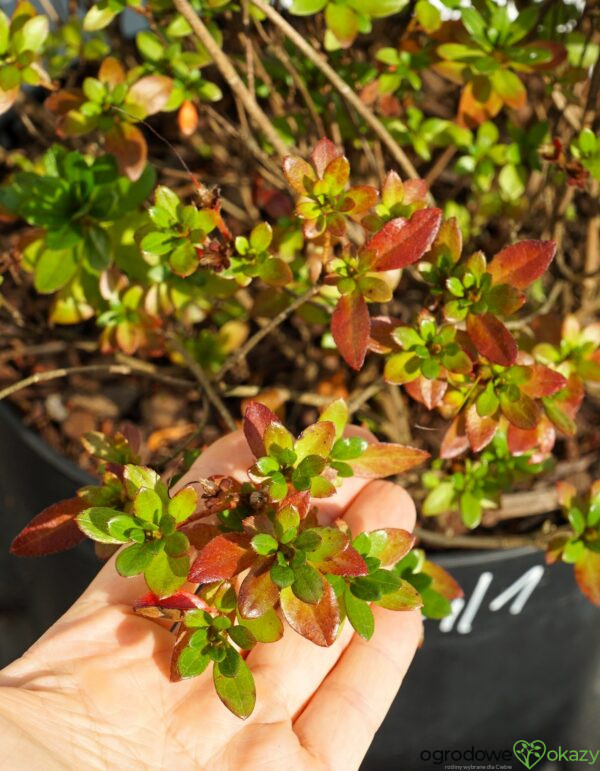 AZALIA JAPOŃSKA MARUSCHKA Rhododendron