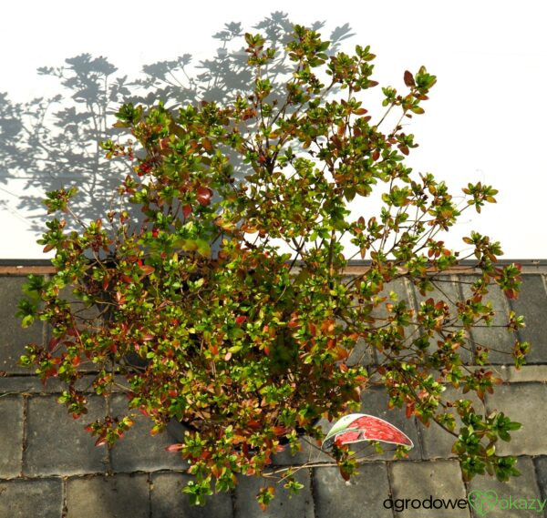 AZALIA JAPOŃSKA MARUSCHKA Rhododendron