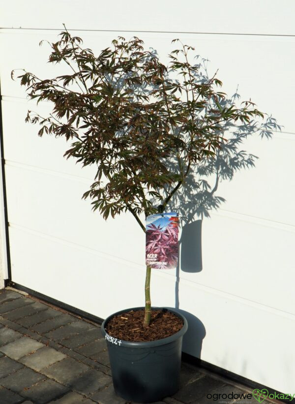 KLON PALMOWY TROMPENBURG Acer palmatum