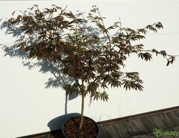 KLON PALMOWY TROMPENBURG Acer palmatum