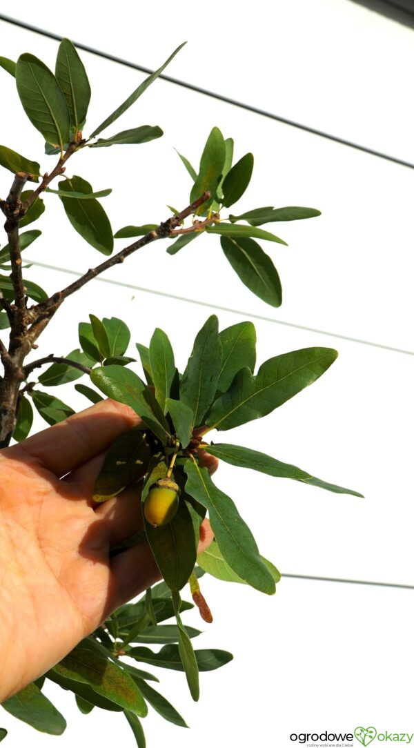 DĄB SZYPUŁKOWY SALICIFOLIA Quercus robur