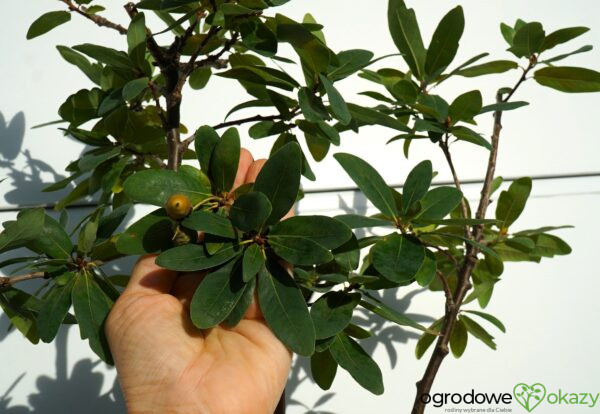 DĄB SZYPUŁKOWY SALICIFOLIA Quercus robur