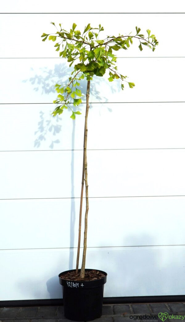 MIŁORZĄB DWUKLAPOWY CHINA PENDULA Ginkgo biloba