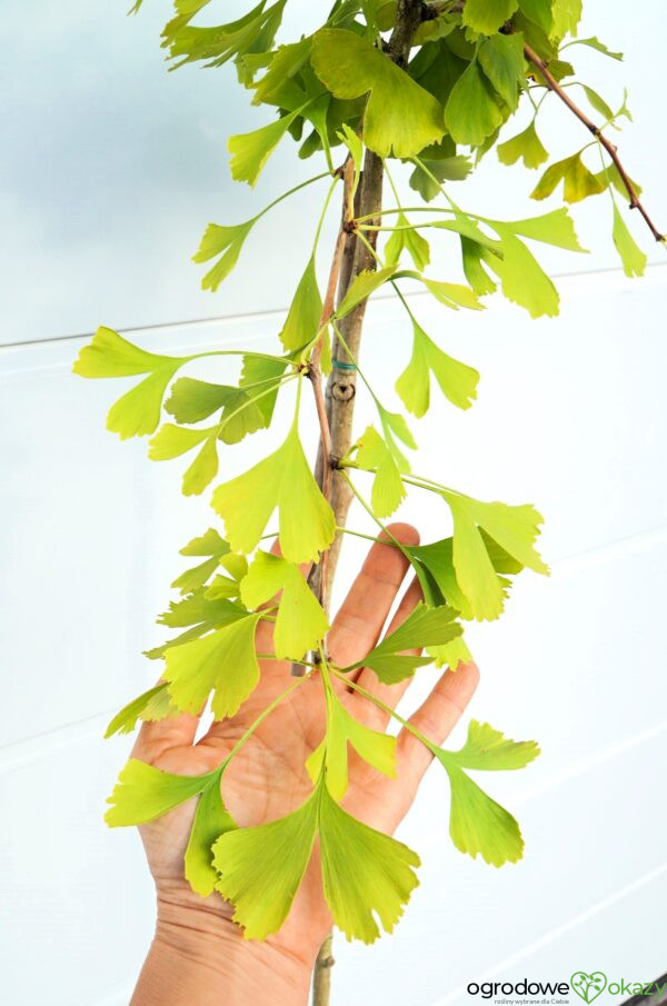 MIŁORZĄB DWUKLAPOWY CHINA PENDULA Ginkgo biloba