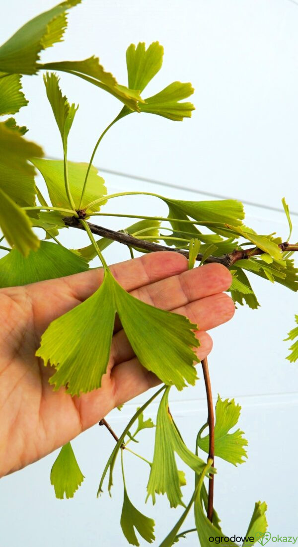 MIŁORZĄB DWUKLAPOWY CHINA PENDULA Ginkgo biloba