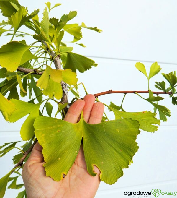 MIŁORZĄB DWUKLAPOWY CHINA PENDULA Ginkgo biloba