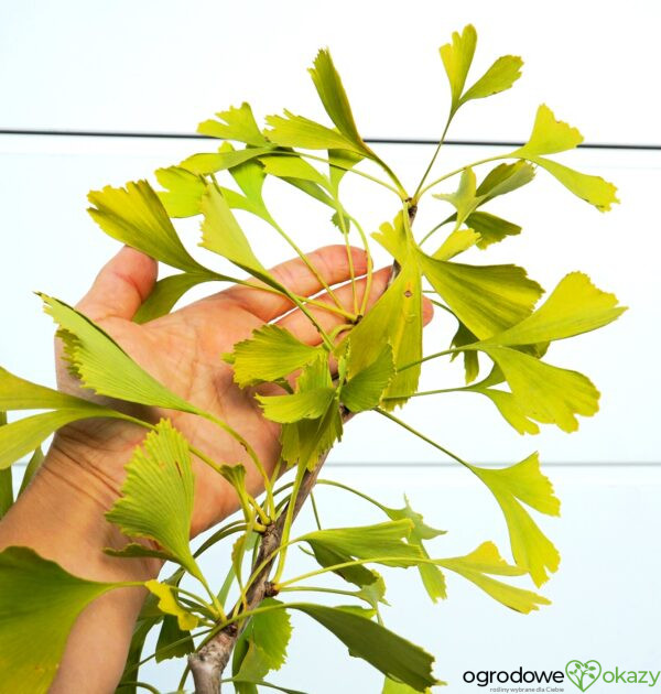 MIŁORZĄB DWUKLAPOWY CHINA PENDULA Ginkgo biloba