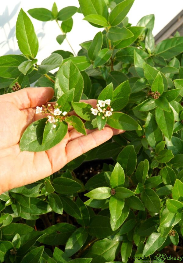 KALINA WAWRZYNOWATA EVE PRICE Viburnum tinus Laurustinus