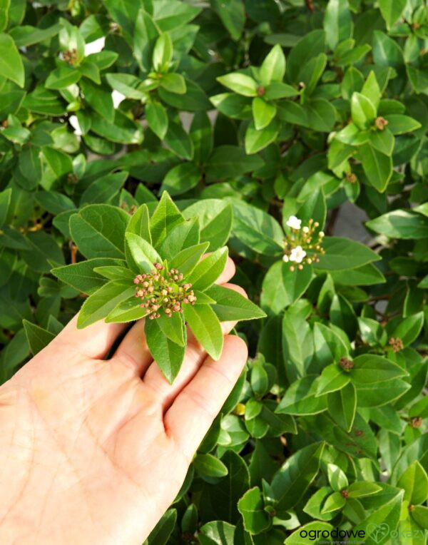 KALINA WAWRZYNOWATA EVE PRICE Viburnum tinus Laurustinus