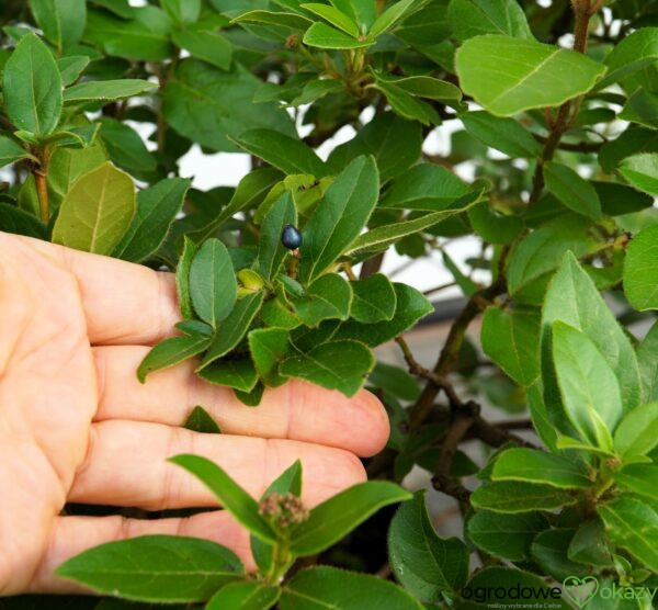 KALINA WAWRZYNOWATA EVE PRICE Viburnum tinus Laurustinus