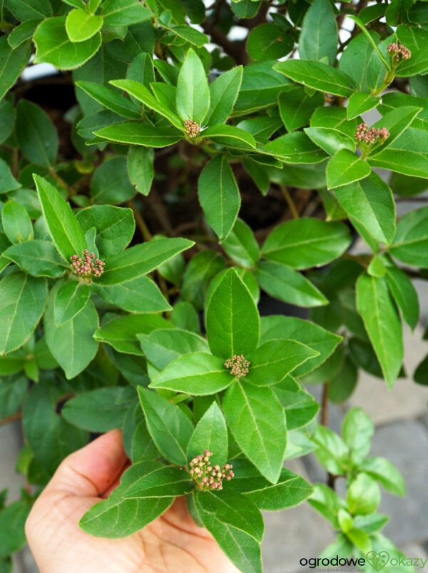 KALINA WAWRZYNOWATA EVE PRICE Viburnum tinus Laurustinus