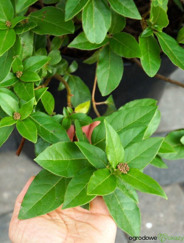 KALINA WAWRZYNOWATA EVE PRICE Viburnum tinus Laurustinus