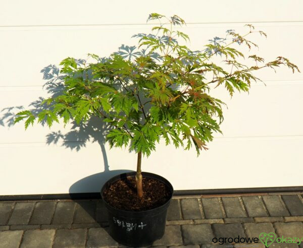 KLON JAPOŃSKI ACONITIFOLIUM Acer japonicum