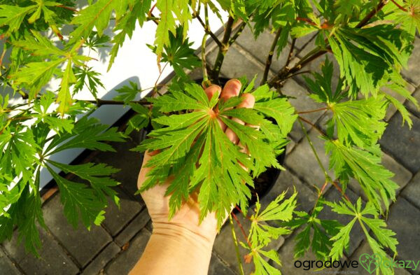 KLON JAPOŃSKI ACONITIFOLIUM Acer japonicum