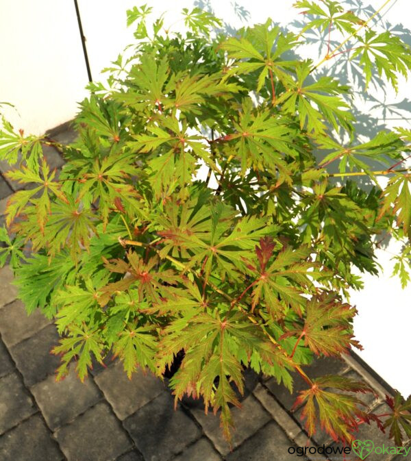 KLON JAPOŃSKI ACONITIFOLIUM Acer japonicum