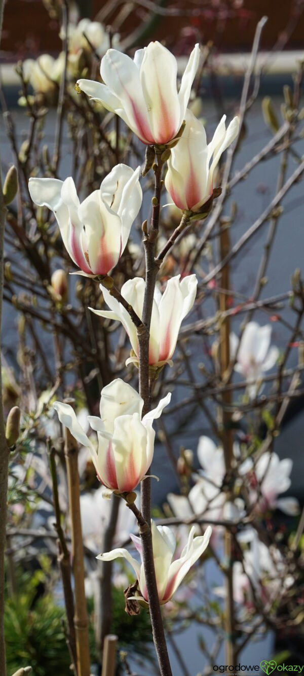 MAGNOLIA GREEN DIAMOND