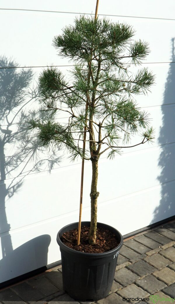 SOSNA POSPOLITA Pinus sylvestris