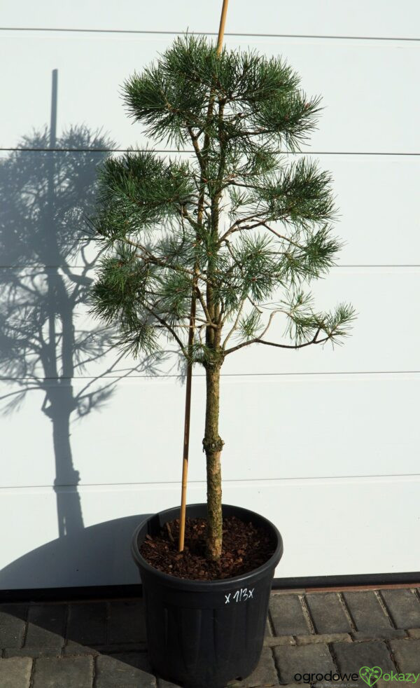 SOSNA POSPOLITA Pinus sylvestris