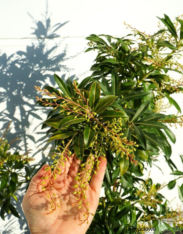 PIERIS JAPOŃSKI FOREST FLAME Pieris japonica