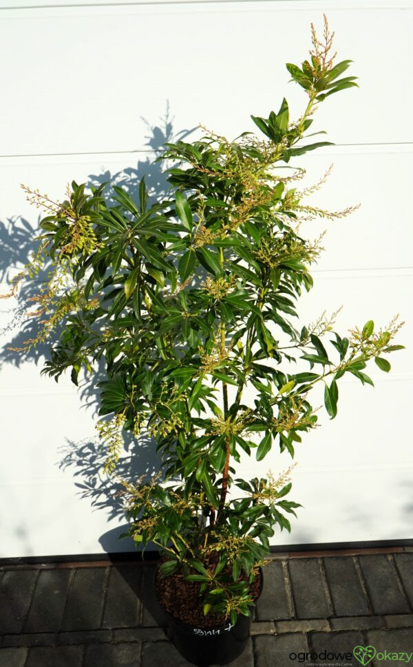 PIERIS JAPOŃSKI FOREST FLAME Pieris japonica