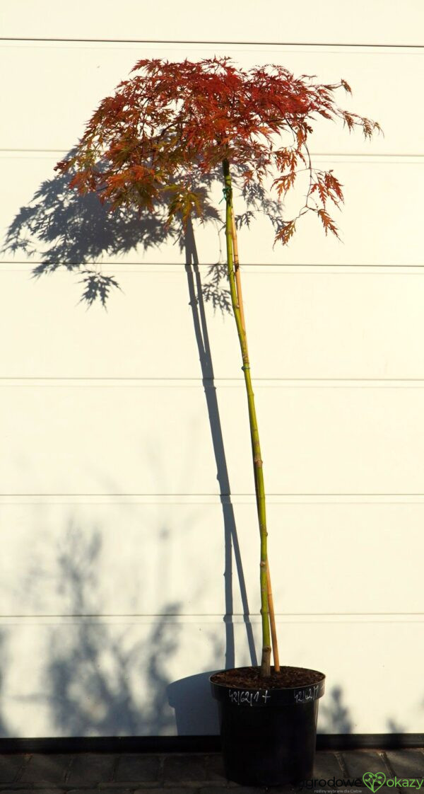 KLON PALMOWY ORANGEOLA Acer palmatum