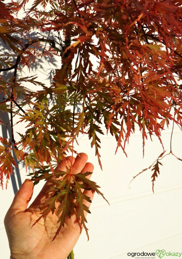 KLON PALMOWY ORANGEOLA Acer palmatum