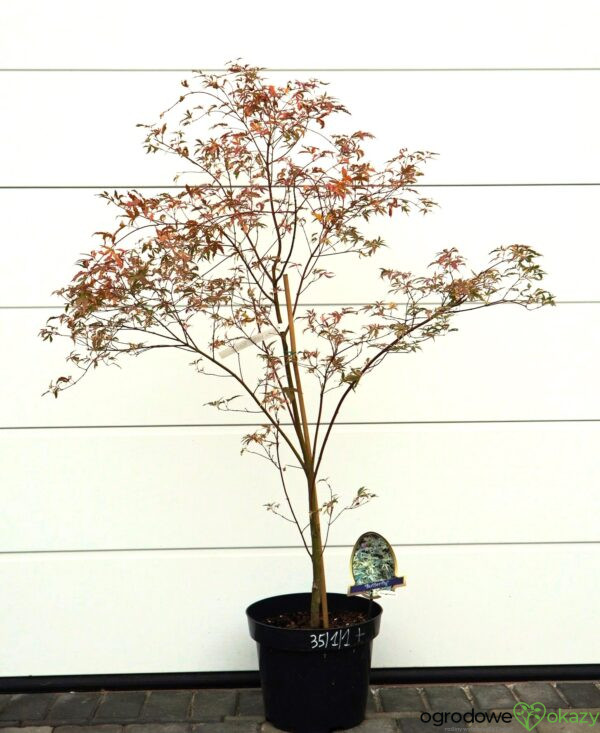 KLON PALMOWY BUTTERFLY Acer palmatum