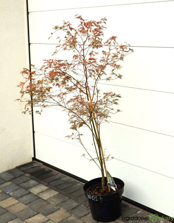 KLON PALMOWY BUTTERFLY Acer palmatum