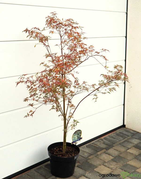 KLON PALMOWY BUTTERFLY Acer palmatum