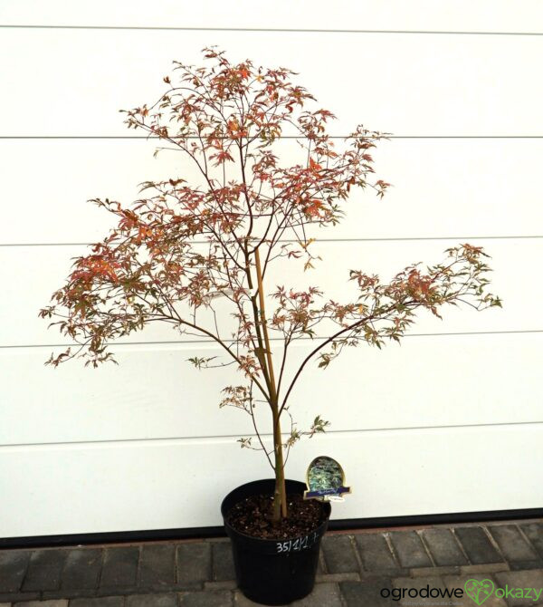 KLON PALMOWY BUTTERFLY Acer palmatum