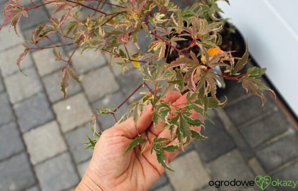 KLON PALMOWY BUTTERFLY Acer palmatum