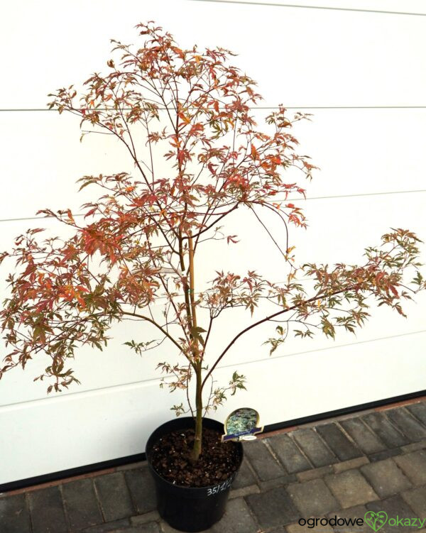 KLON PALMOWY BUTTERFLY Acer palmatum