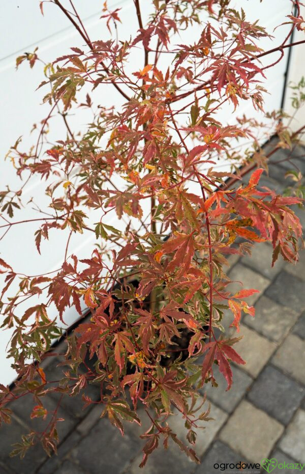 KLON PALMOWY BUTTERFLY Acer palmatum