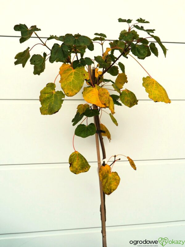 KLON POSPOLITY THARANDT Acer platanoides