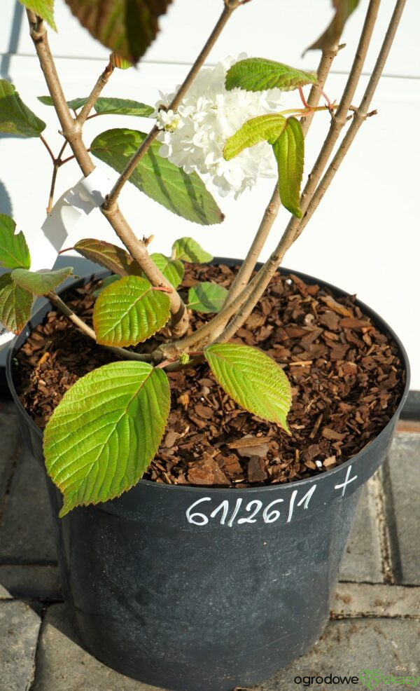 KALINA JAPOŃSKA POPCORN Viburnum plicatum