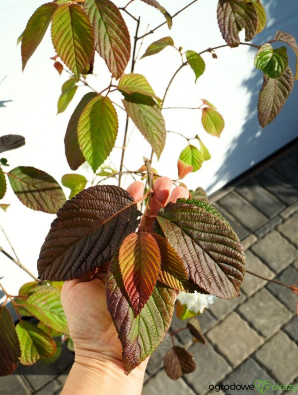 KALINA JAPOŃSKA POPCORN Viburnum plicatum